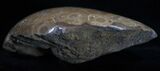 Polished Fossil Coral Head - Morocco #10397-2
